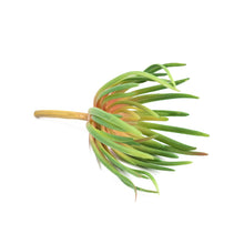 Load image into Gallery viewer, Plant Couture - Artificial Plants - Succulent Spiky 21cm - Side
