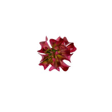 Load image into Gallery viewer, Plant Couture - Artificial Plants - Succulent Topsy Turvey Pink &amp; Red 13cm
