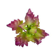 Load image into Gallery viewer, Plant Couture - Artificial Plants - Succulent Triangle Denticle 18cm
