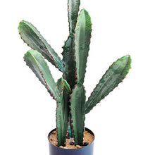 Load image into Gallery viewer, Plant Couture - Artificial Plants - Cactus 59cm - Close Up 
