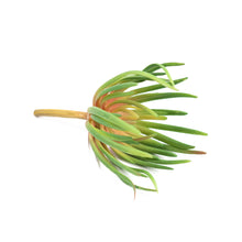 Load image into Gallery viewer, Artificial Plants - Succulent Spiky 21cm
