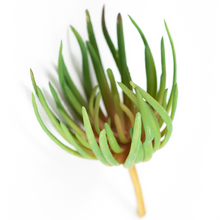 Load image into Gallery viewer, Artificial Plants - Succulent Spiky 21cm
