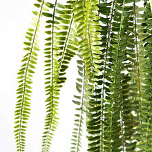 Load image into Gallery viewer, Plant Couture - Artificial Plants - Hanging Fern 165cm - Close Up 
