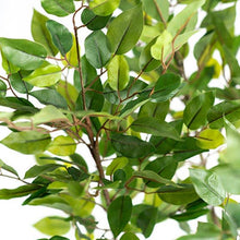 Load image into Gallery viewer, Plant Couture - Artificial Plants - Ficus Mini Tree 135cm - Close Up Of Leaves
