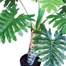 Load image into Gallery viewer, Plant Couture - Artificial Plants - Philodendron 90cm - Close Up 
