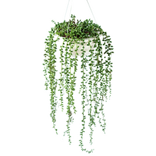 Load image into Gallery viewer, Plant Couture - Artificial Plant &amp; Pot Combo - Valli Hanging Pot with Seedvine - Closeup
